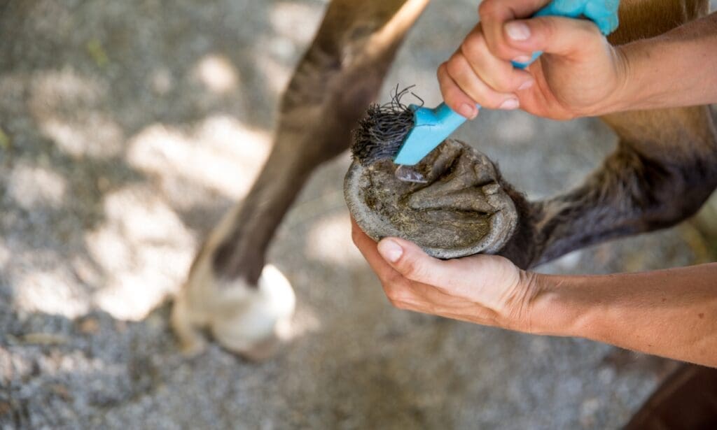Proper hoof-picking technique